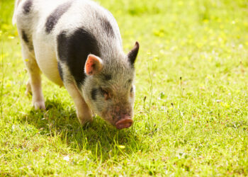 Où faire dormir un cochon nain ?