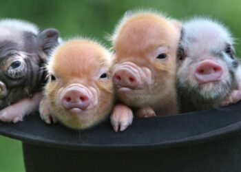 Où faire dormir un cochon nain ?