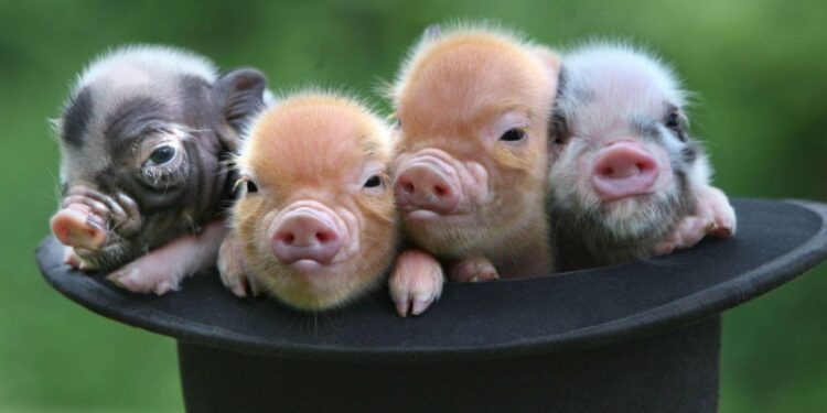 Où faire dormir un cochon nain ?