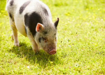 Où faire dormir un cochon nain ?