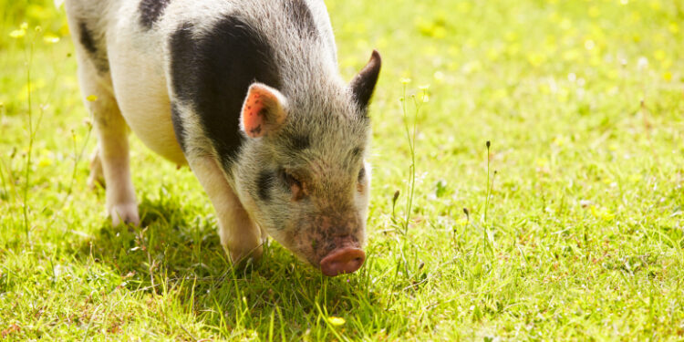 Où faire dormir un cochon nain ?