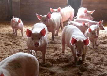 Où faire dormir un cochon nain ?