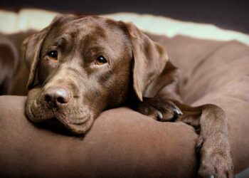 Où faire dormir un labrador ?
