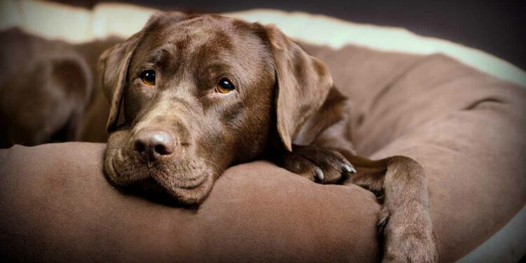 Où faire dormir un labrador ?