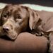 Où faire dormir un labrador ?