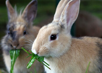 Où faire dormir un lapin ?