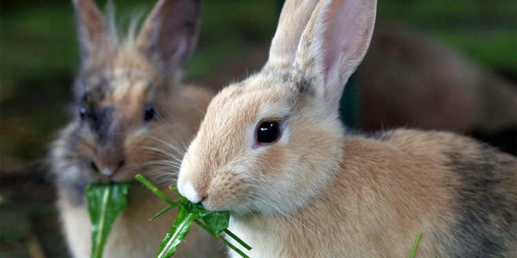 Où faire dormir un lapin ?