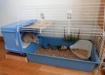 Où faire dormir un lapin ?
