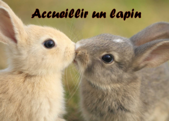 Où faire dormir un lapin nain ?