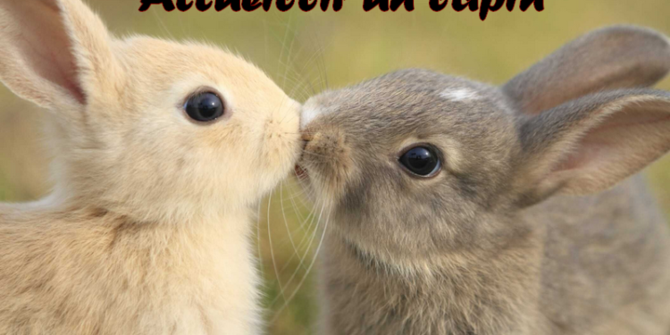 Où faire dormir un lapin nain ?