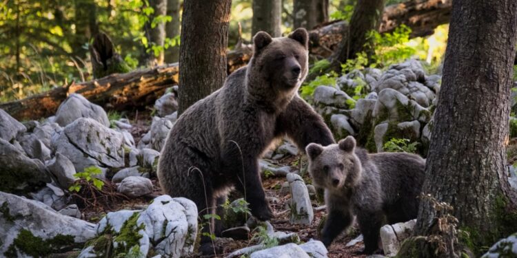 Où il vit le chat ?