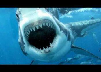 Où il y a le plus d'attaque de requin ?