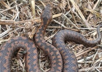 Où il y a le plus de serpent en France ?