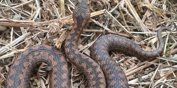 Où il y a le plus de serpent en France ?