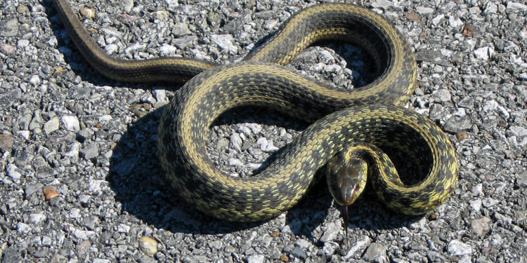 Où il y a le plus de serpent en France ?