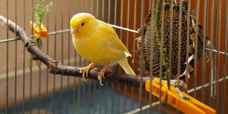 Où installer une volière ?