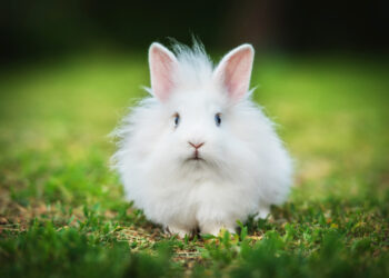 Où je peux acheter un lapin ?