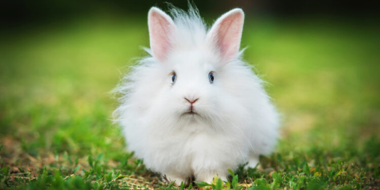 Où je peux acheter un lapin ?