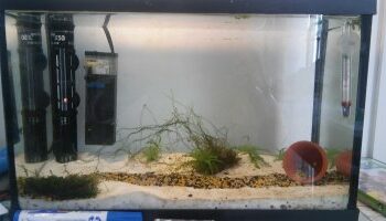 Où jeter du sable d'aquarium ?