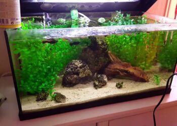 Où jeter du sable d'aquarium ?