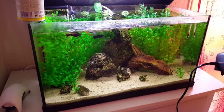 Où jeter du sable d'aquarium ?