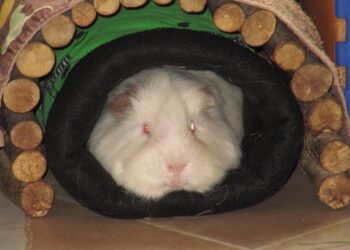 Où jeter la litière des cochons d'Inde ?