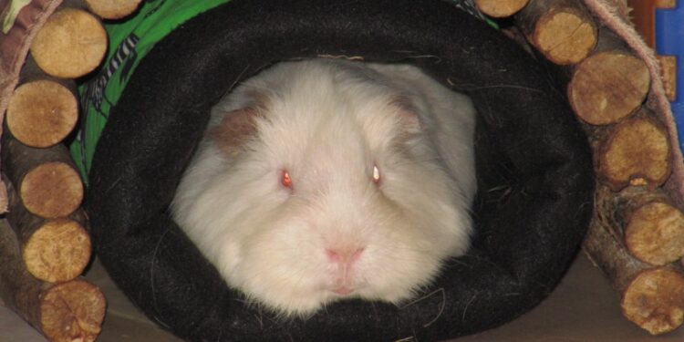 Où jeter la litière des cochons d'Inde ?