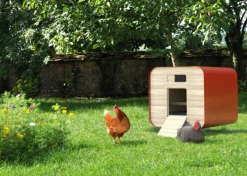 Où jeter les fientes de poules ?