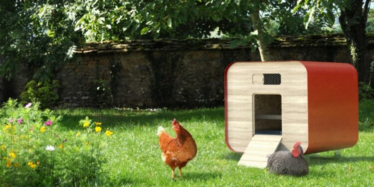 Où jeter les fientes de poules ?