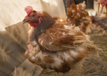 Où jeter les fientes de poules ?