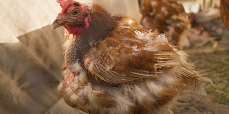 Où jeter les fientes de poules ?