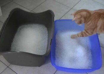 Où jeter litière silice ?