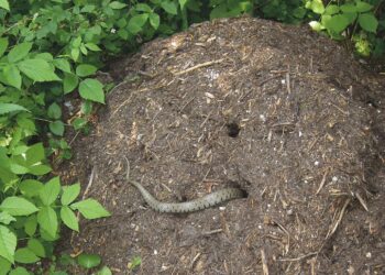 Où la couleuvre pond ses œufs ?