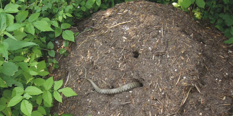 Où la couleuvre pond ses œufs ?