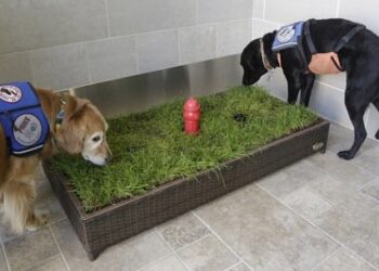 Où laisser son chien pendant la journée ?