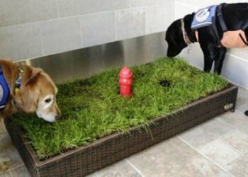 Où laisser son chien pendant la journée ?