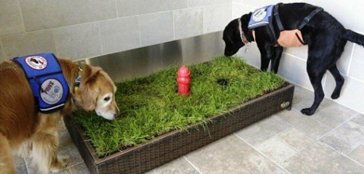 Où laisser son chien pendant la journée ?