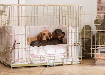 Où laisser son chien pendant la journée ?