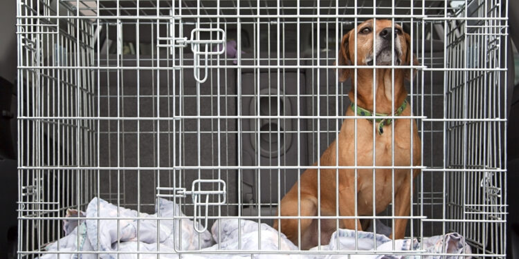 Où laisser son chien pendant la journée ?