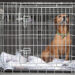 Où laisser son chien pendant la journée ?