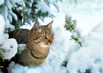 Où le chat doit dormir la nuit ?