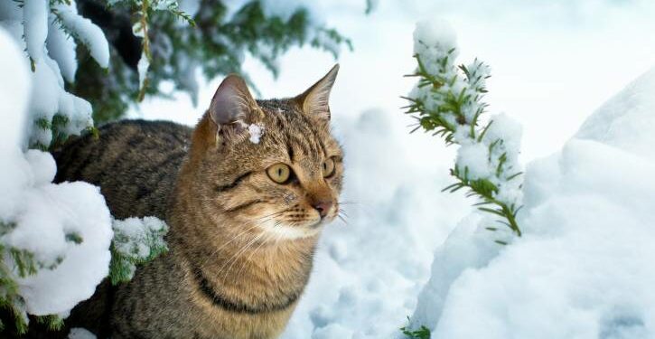 Où le chat doit dormir la nuit ?