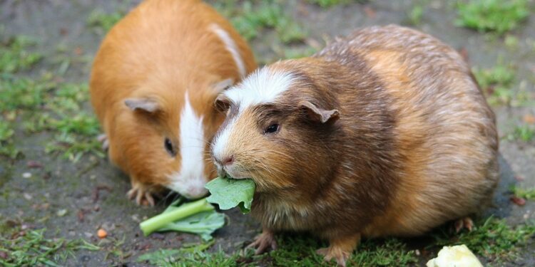 Où le cochon d'Inde fait ses besoins ?