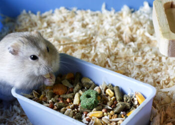 Où le hamster fait ses besoins ?