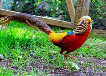 Où les faisans font leur nid ?