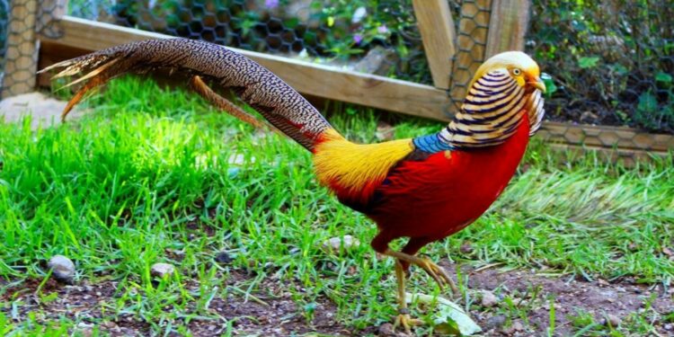 Où les faisans font leur nid ?