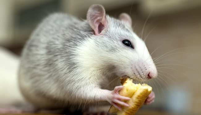 Où les rats font leur nid ?