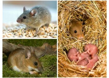 Où les souris font leur nid ?