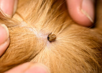 Où les tiques pondent leurs œufs ?