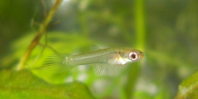 Où mettre bébé guppy ?